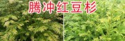 高含量紫杉醇云南紅豆杉苗—藥用紅豆杉苗批發(fā)報價