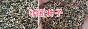 哪有續(xù)斷種子賣？續(xù)斷種子育苗方法_大理續(xù)斷種子銷售