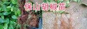 云南胡椒批發：保山胡椒種植銷售、供應胡椒種苗