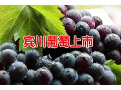 賓川葡萄什么時候成熟?[地理標志證明商標]_賓川葡萄什么時候開始上市?圖2