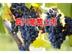 云南大理賓川葡萄[早熟青提葡萄]_7月——10月開始上市圖3