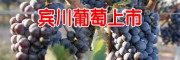 賓川葡萄今年價格_賓川縣葡萄價格?