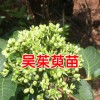 一棵吳茱萸能結多少果?_云南哪里有吳茱萸苗