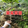 吳茱萸苗哪里有?_吳茱萸苗哪里有售[免費種植指導]