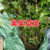 吳茱萸苗多少錢一棵(株)?吳茱萸苗畝產多少?