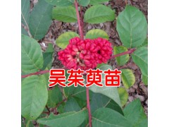 吳茱萸苗多少錢一棵(株)?吳茱萸苗畝產多少?圖2