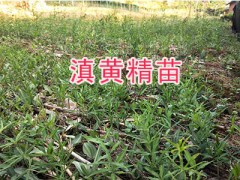 黃精苗種植方法-滇黃精一畝種子產量黃精如何加工？圖3