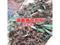 黃精種植高產技術栽培管理_普洱黃精苗圃圖2