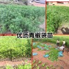 兩年“優質青椒袋苗-