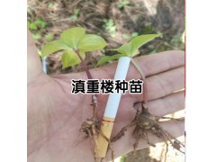 滇重樓苗價格- 滇重樓苗市場價格圖3