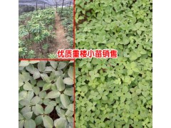 云南滇重樓如何種植?滇重樓種植技術(shù)客服多少?圖3