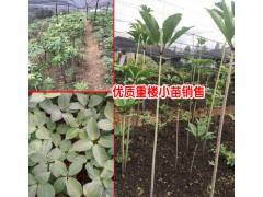 2018重樓種植一畝成本價_云南重樓種苗批發價格圖2