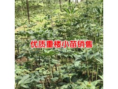 2018重樓種植一畝成本價_云南重樓種苗批發價格圖3