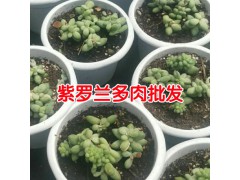 多肉植物基地 陽臺多肉養殖 多肉植物養殖方法圖2