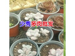 多肉植物基地 陽臺多肉養殖 多肉植物養殖方法圖3