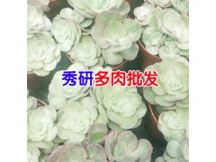 多肉植物適宜的溫度是多少?_昆明榮華多肉批發圖2