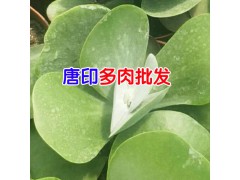 多肉植物適宜的溫度是多少?_昆明榮華多肉批發圖3