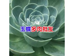 肉多圖片植物*肉多植物圖片_葉子多肉植物圖3