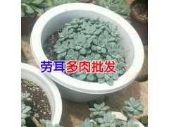 多肉葉子變軟的原因_昆明多肉植物批發市場圖2