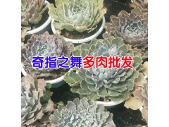 [昆明多肉植物批發市場]客服是多少?圖3