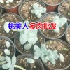 可愛玫瑰多肉植物多少錢?_昆明多肉植物種植批發基地