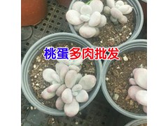 可愛玫瑰多肉植物多少錢?_昆明多肉植物種植批發基地圖2