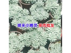 昆明多肉植物批發去哪里?_多肉批發客服圖3