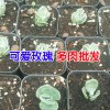 昆明多肉植物批發(fā)去哪里?_多肉批發(fā)客服