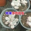 云南多肉植物怎么養?云南多肉植物基地批發