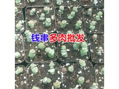 云南多肉植物基地批發_ 云南肉嘟嘟生產廠家技術資料大全圖3