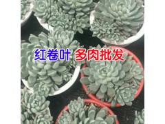 買多肉植物去哪個網站?_多肉植物需要注意的地方?圖2