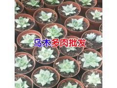 云南多肉植物怎么養?圖2