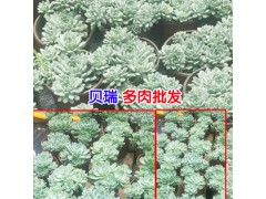 云南多肉植物怎么養?圖3