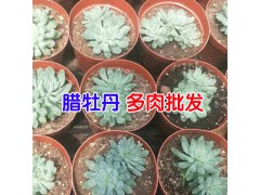 多肉植物昆明哪里多?_昆明多肉植物多少錢一盆?圖2