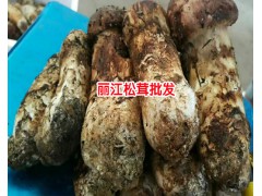 云南干松茸的價(jià)格多少錢一斤?麗江農(nóng)特產(chǎn)信息網(wǎng)400-6633-626圖2