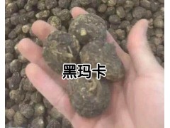 瑪卡種子_云南瑪卡種植基地瑪卡/瑪咖種子批發圖2