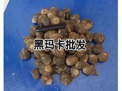 瑪卡種子_云南瑪卡種植基地瑪卡/瑪咖種子批發圖3