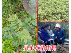 吳茱萸種植_有償供種保底回收公司圖2