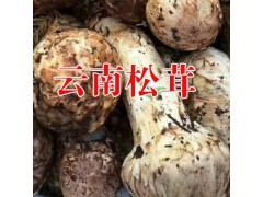 姬松茸哪里有賣|哪里賣姬松茸|麗江農特產信息網400-6633-626圖3