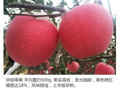 昭通蘋果特點和價格#昭通蘋果采摘基地信息+昭通蘋果圖2