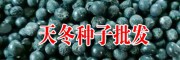 適合云南/廣西/貴州大天冬3號(hào)種苗圖片