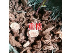 騰沖重樓云南哪里收購重樓_ 重樓種植技術圖3