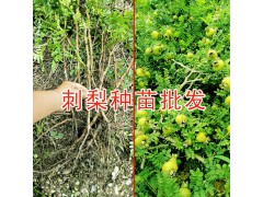 刺梨苗多少錢一株？貴州刺梨苗批發圖3