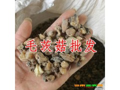 毛慈菇(山慈菇)統(tǒng)貨售價在多少?圖2