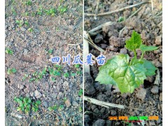 四川南充瓜蔞苗-9號瓜蔞苗/四川中藥材種植網087164183683圖3