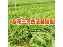 供應1000余萬株白芨苗的合作社- 供應白芨種苗圖2