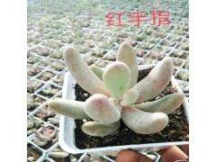 斗南多肉植物批發-昆明斗南多肉批發-斗南多肉批發市場圖片-圖2