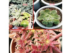 多肉植物怎么養-多肉植物花盆如何選-18788196071圖3