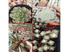 云南多肉植物批發基地#昆明多肉植物批發基地圖2