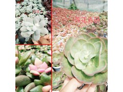 多肉植物市場@多肉植物批發(fā)價(jià)格表_云南多肉地方18788196071圖3